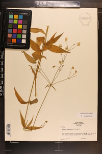 Silene stellata image