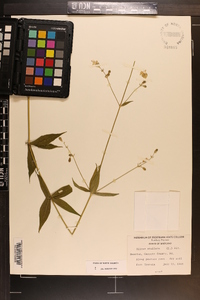 Silene stellata image