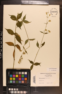 Silene stellata image