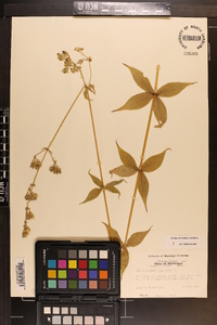 Silene stellata image