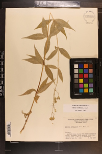 Silene stellata image