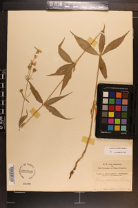 Silene stellata image