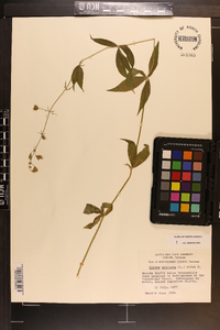 Silene stellata image