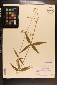 Silene stellata image