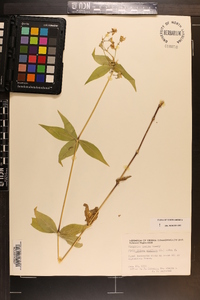 Silene stellata image