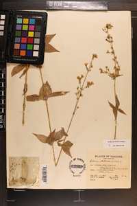 Silene stellata image