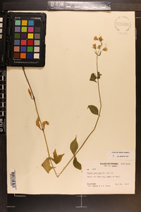 Silene stellata image