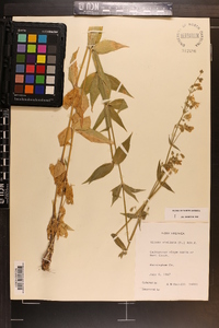 Silene stellata image