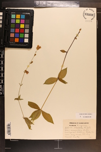 Silene stellata image