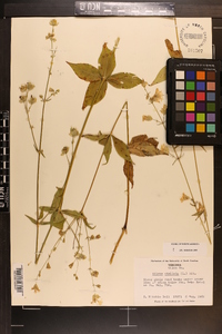 Silene stellata image