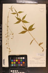 Silene stellata image