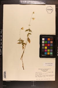 Silene stellata image