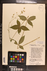 Silene stellata image