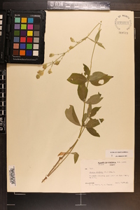 Silene stellata image