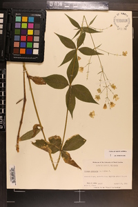 Silene stellata image