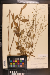 Silene stellata image