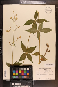 Silene stellata image