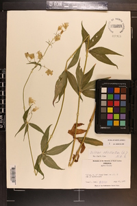 Silene stellata image