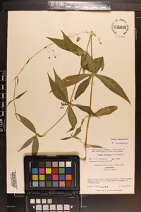 Silene stellata image