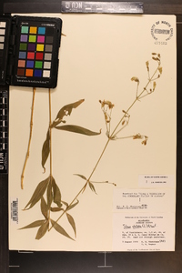 Silene stellata image