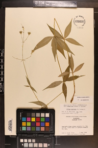 Silene stellata image