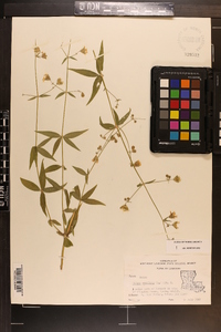 Silene stellata image