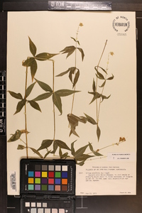 Silene stellata image