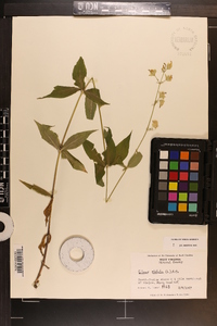 Silene stellata image