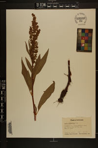 Rumex altissimus image