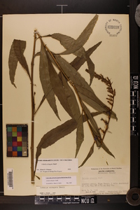 Lobelia elongata image