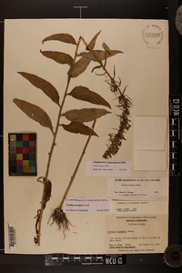 Lobelia elongata image