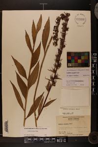 Lobelia elongata image