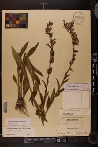 Lobelia elongata image