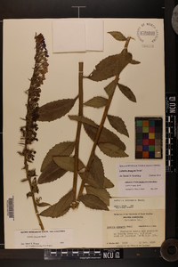 Lobelia elongata image