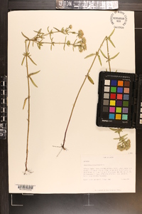 Pycnanthemum flexuosum image