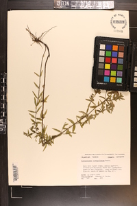 Pycnanthemum flexuosum image