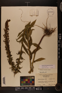 Lobelia elongata image