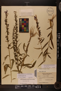 Lobelia elongata image