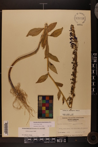 Lobelia elongata image