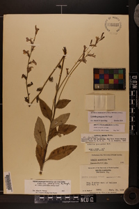 Lobelia georgiana image