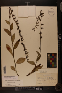 Lobelia georgiana image