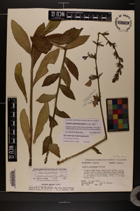 Lobelia apalachicolensis image