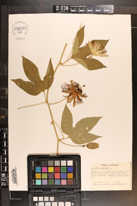 Passiflora incarnata image