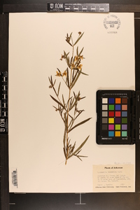 Lysimachia lanceolata image