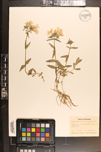 Phlox divaricata subsp. laphamii image