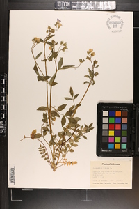 Polemonium reptans image