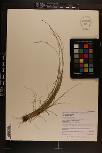 Carex brunnescens var. sphaerostachya image