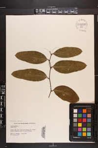 Smilax laurifolia image