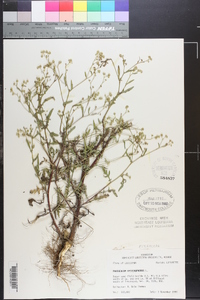 Parthenium hysterophorus image