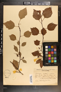 Crataegus viridis image